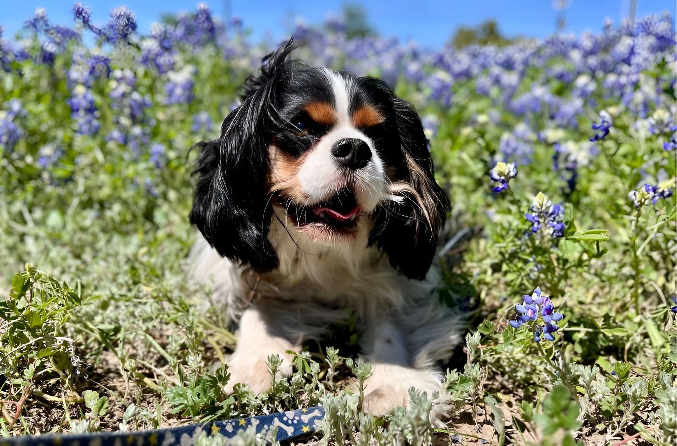 Pet Ranch Boarding Daycare Grooming